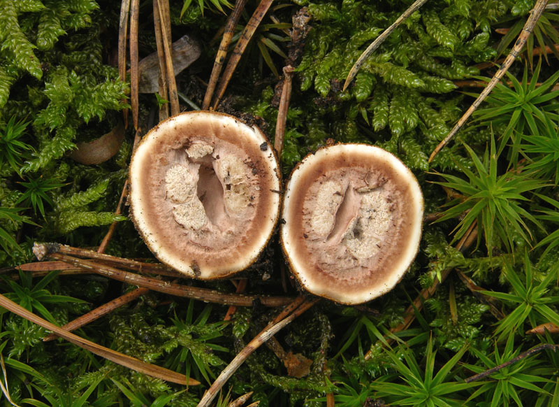 Elaphomyces granulatus